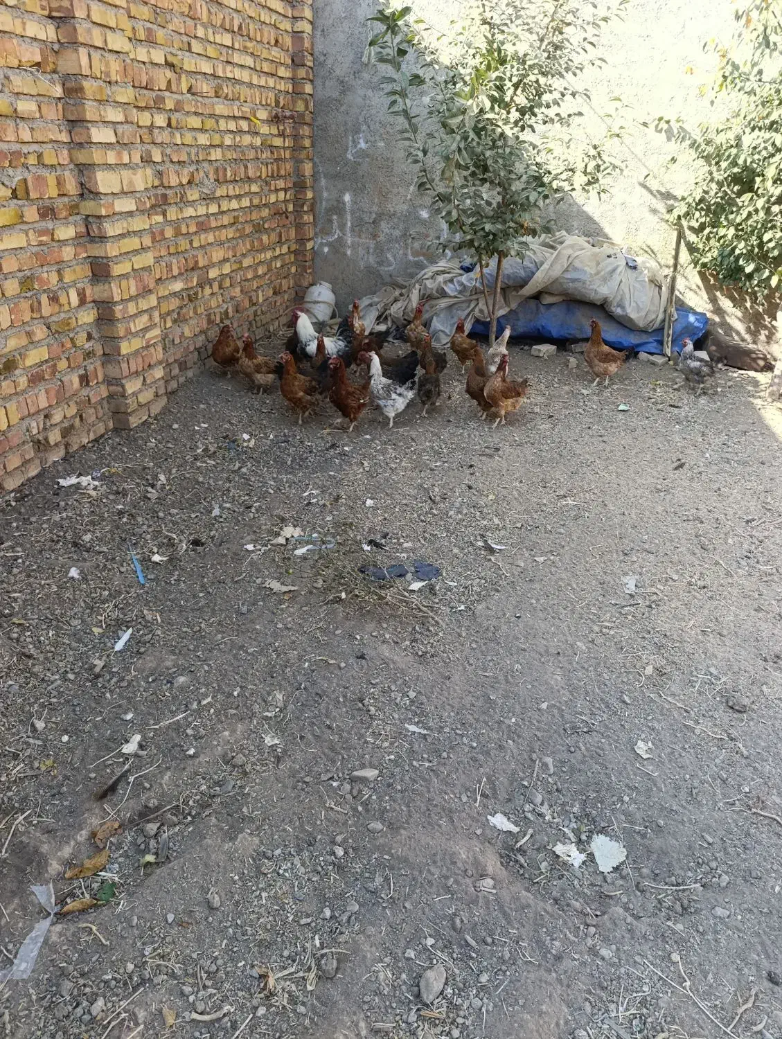 22عدد مرغ 1عدد خروس|حیوانات مزرعه|محمدیه-قزوین, |دیوار