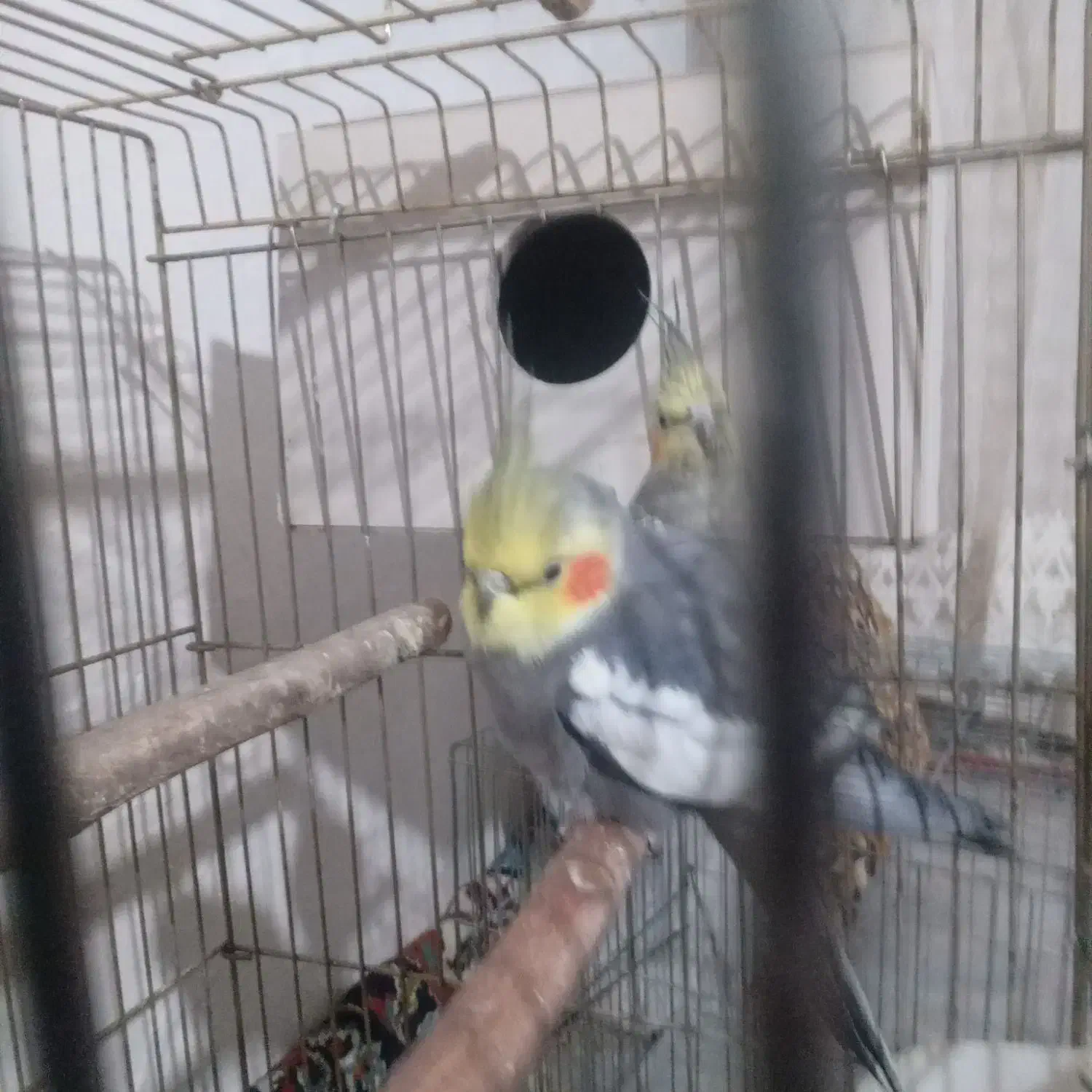 عروس هلندی|پرنده|سراب, |دیوار