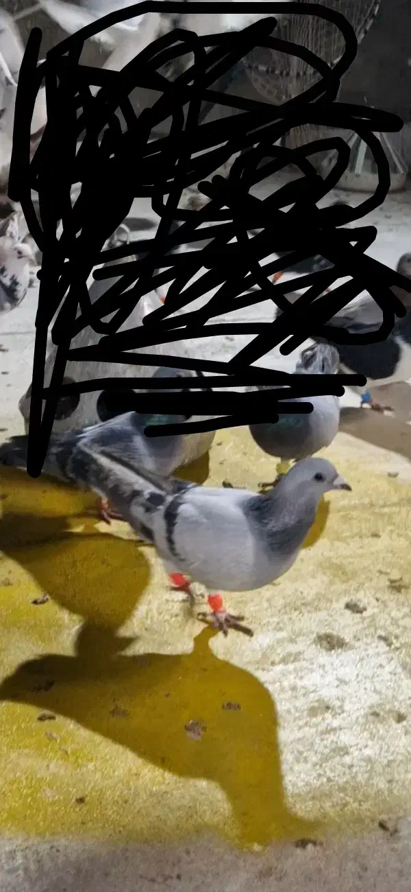 سبز شامی|حیوانات|سبزوار, امیریه|دیوار