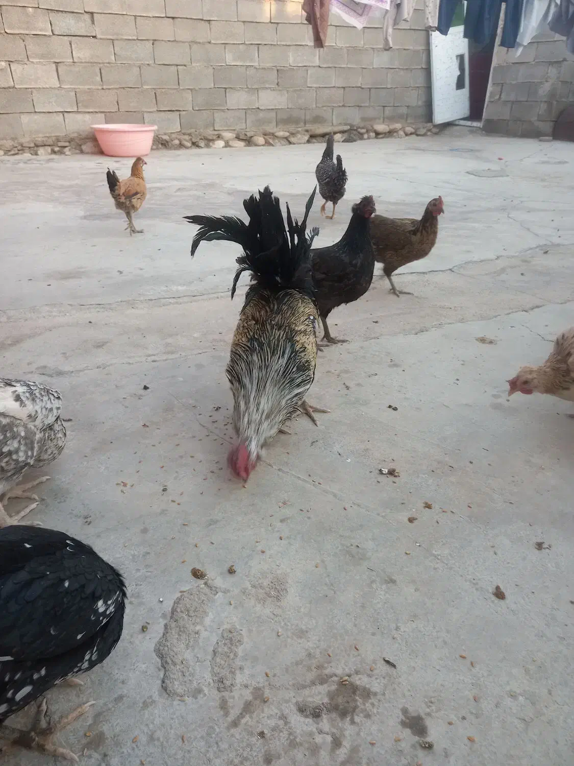 فروش خروس خوشگل و گلین|حیوانات مزرعه|باغ ملک, |دیوار