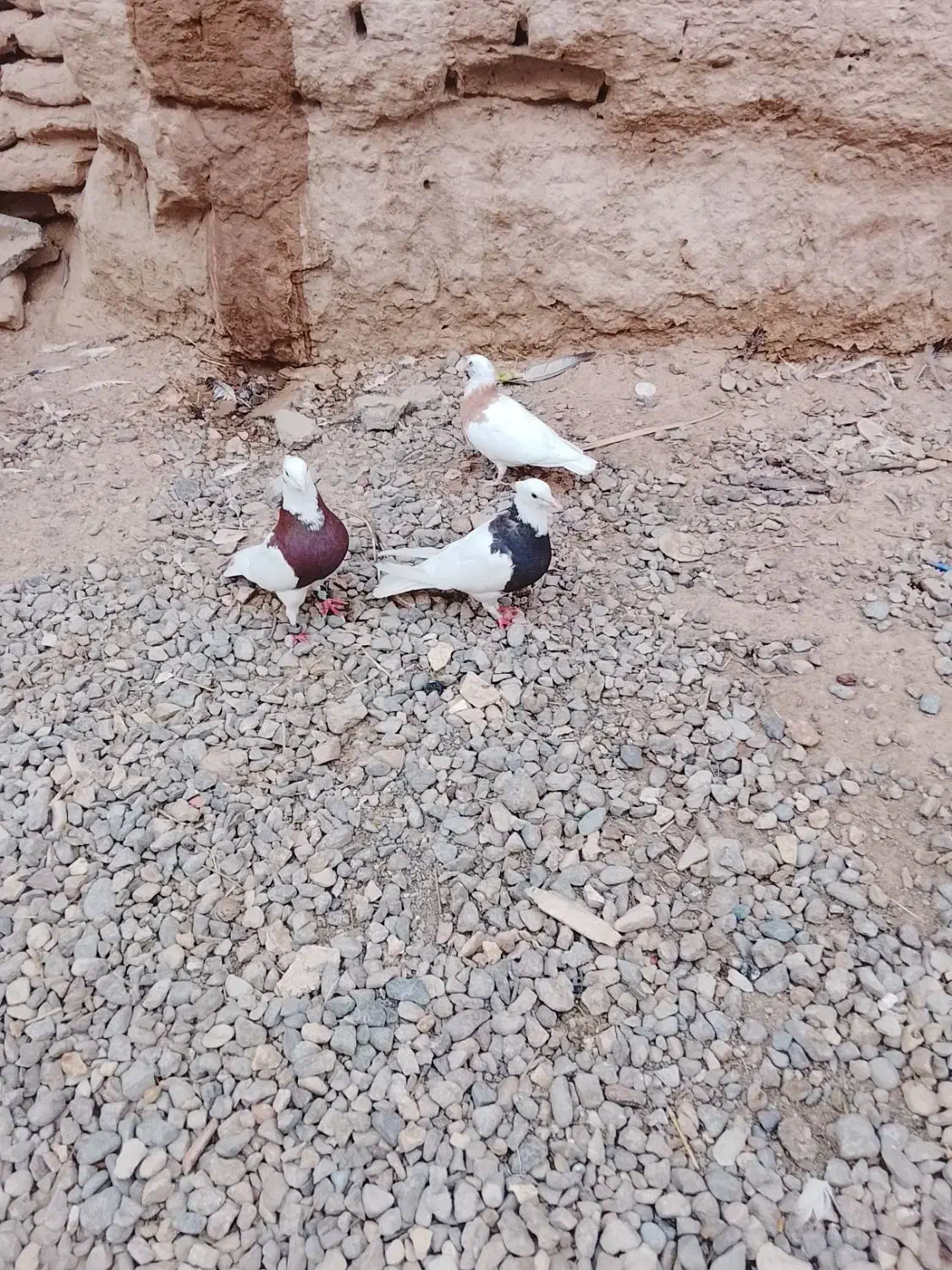 فروشی|پرنده|فهرج, |دیوار