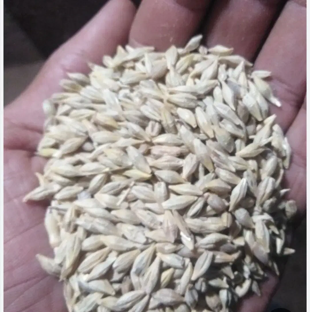 جو محلی دیم|خوردنی و آشامیدنی|فیروزآباد (لرستان), |دیوار