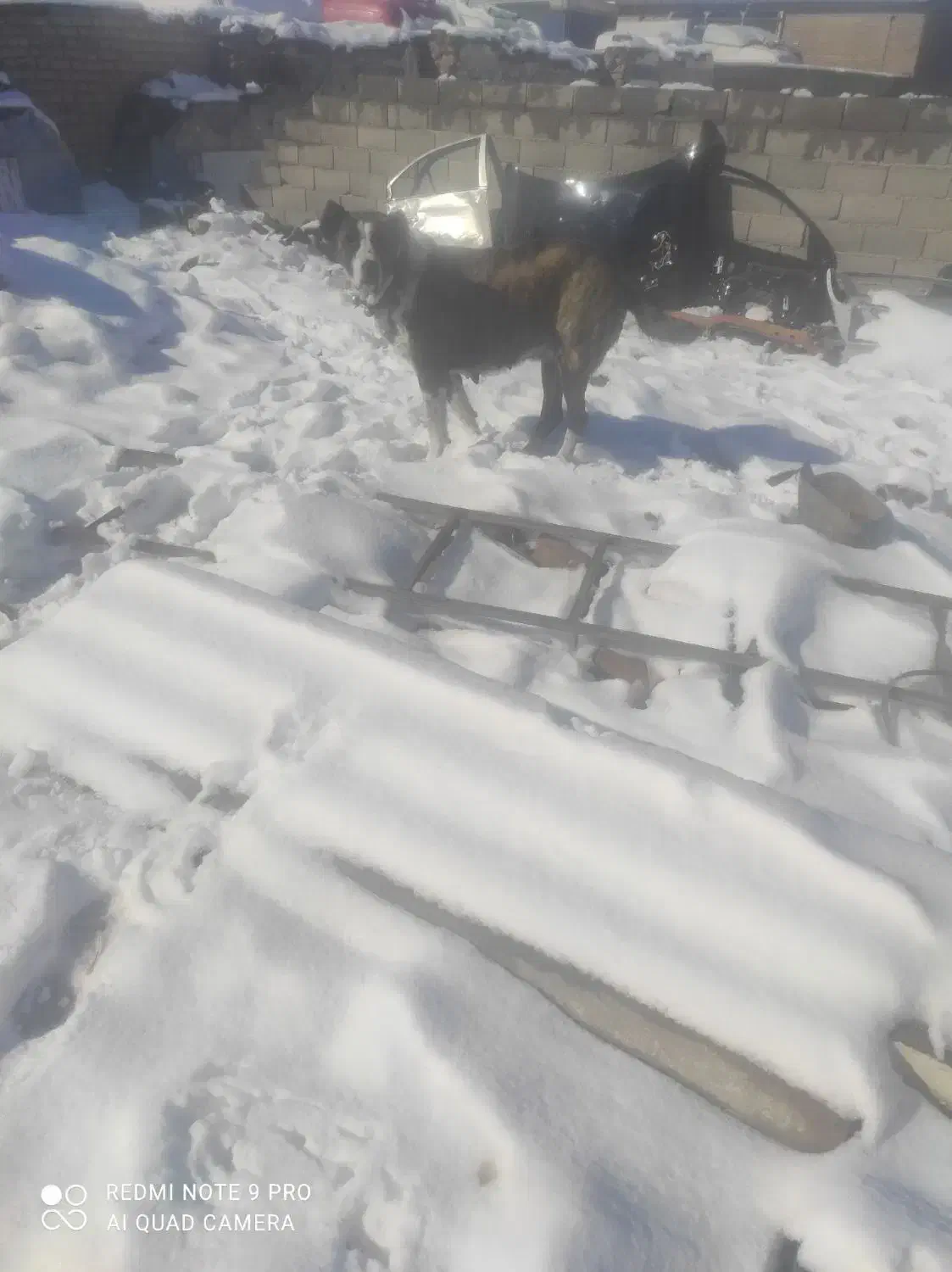 سگ گم شد|حیوانات|سبزوار, پاسداران|دیوار