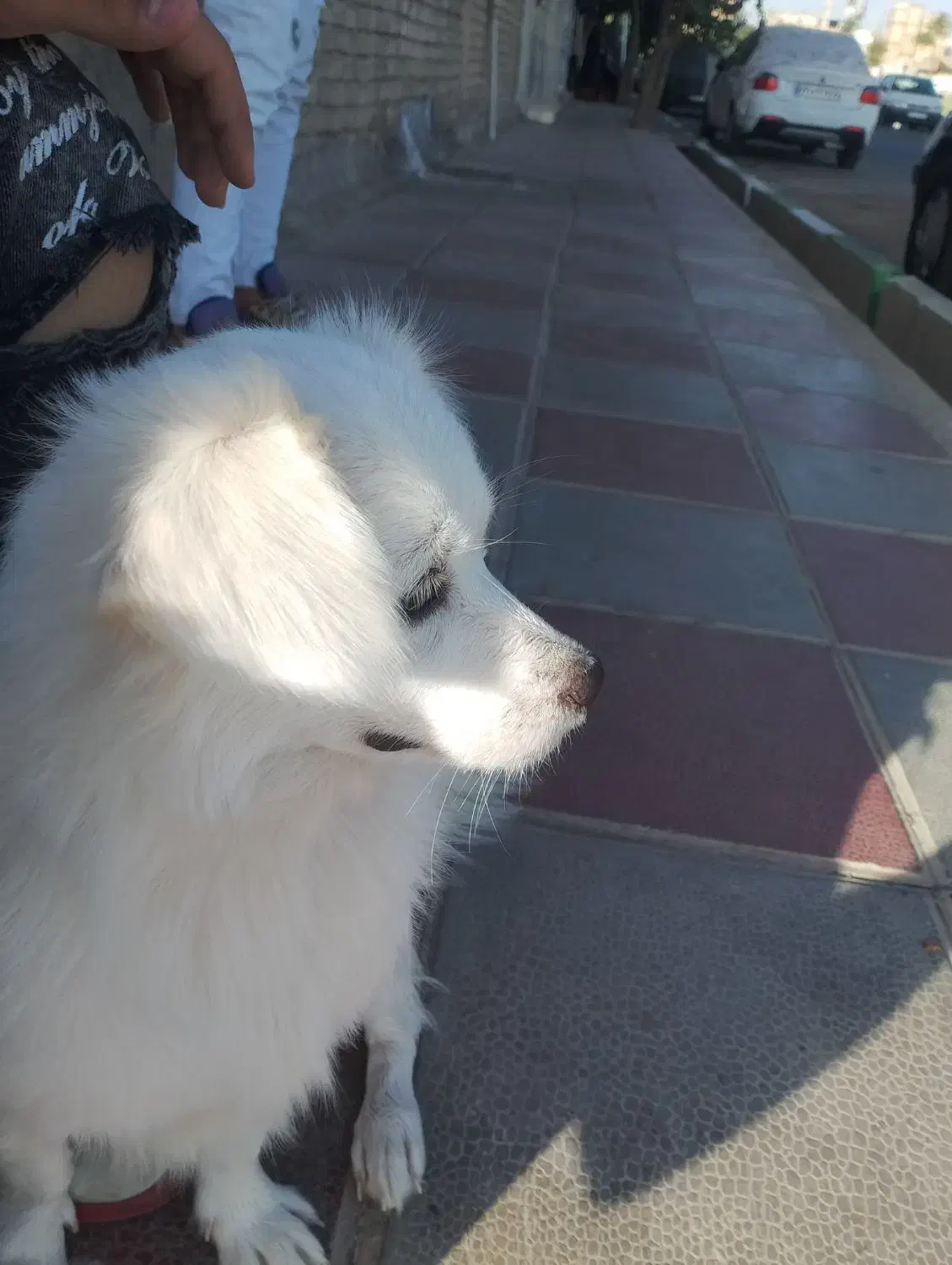 سگ شیتزو مالتیز|سگ|قرچک, محمد آباد|دیوار