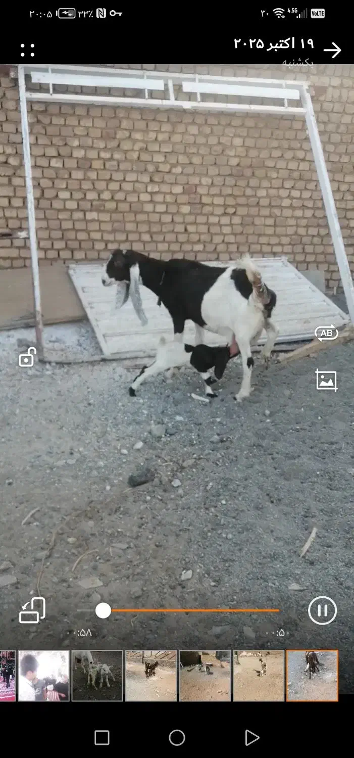 بز پاکستانی|حیوانات مزرعه|بردسکن, |دیوار