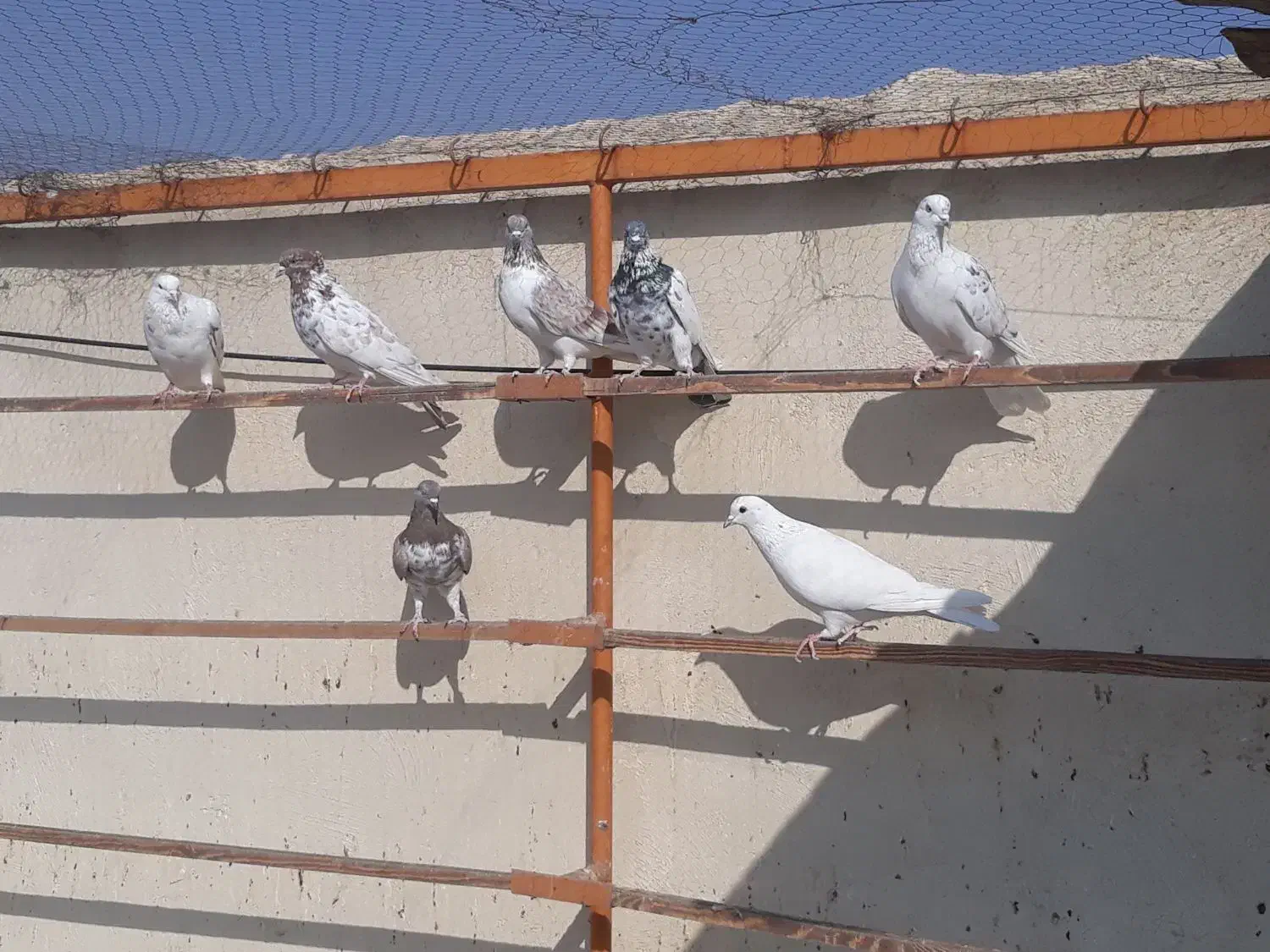 سلام تعداد ۳۰ کبوتر|پرنده|کهریزک, |دیوار