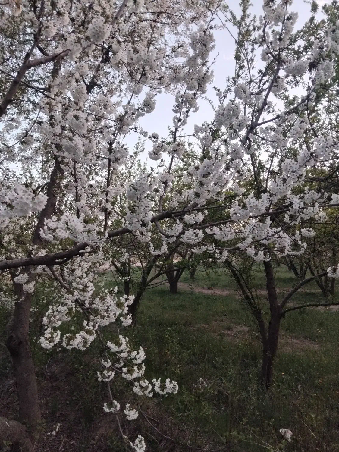 سلام هرس درخت سیب وهلو وغیره|خدمات باغبانی و درختکاری|تخت سلیمان, |دیوار