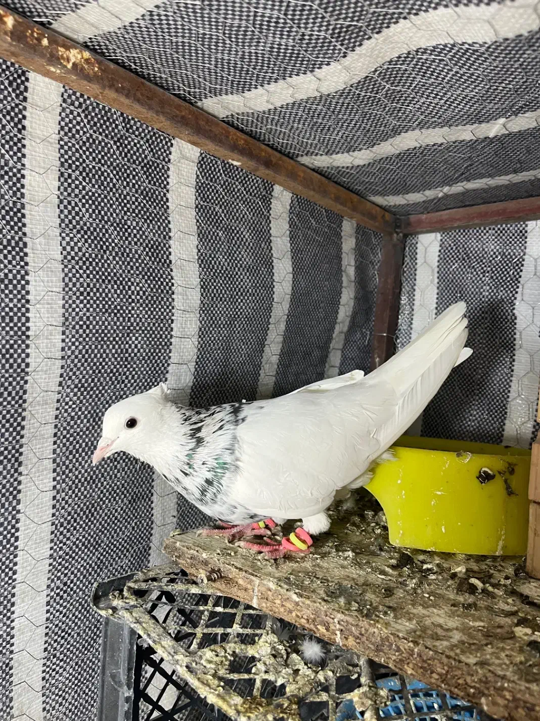 کبوتر طوقی|پرنده|تاتار علیا, |دیوار