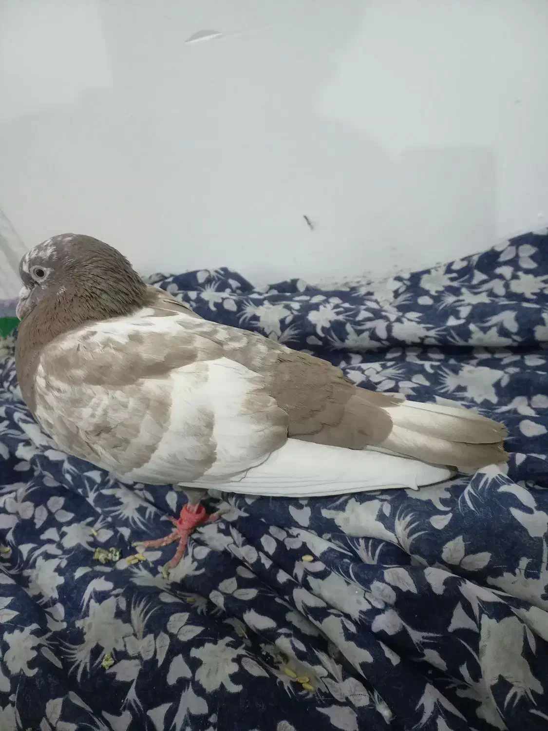 کبوتر|پرنده|مشهد, کوشک مهدی|دیوار