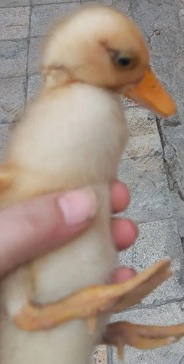 اردک|حیوانات مزرعه|اهواز, آسیاباد|دیوار