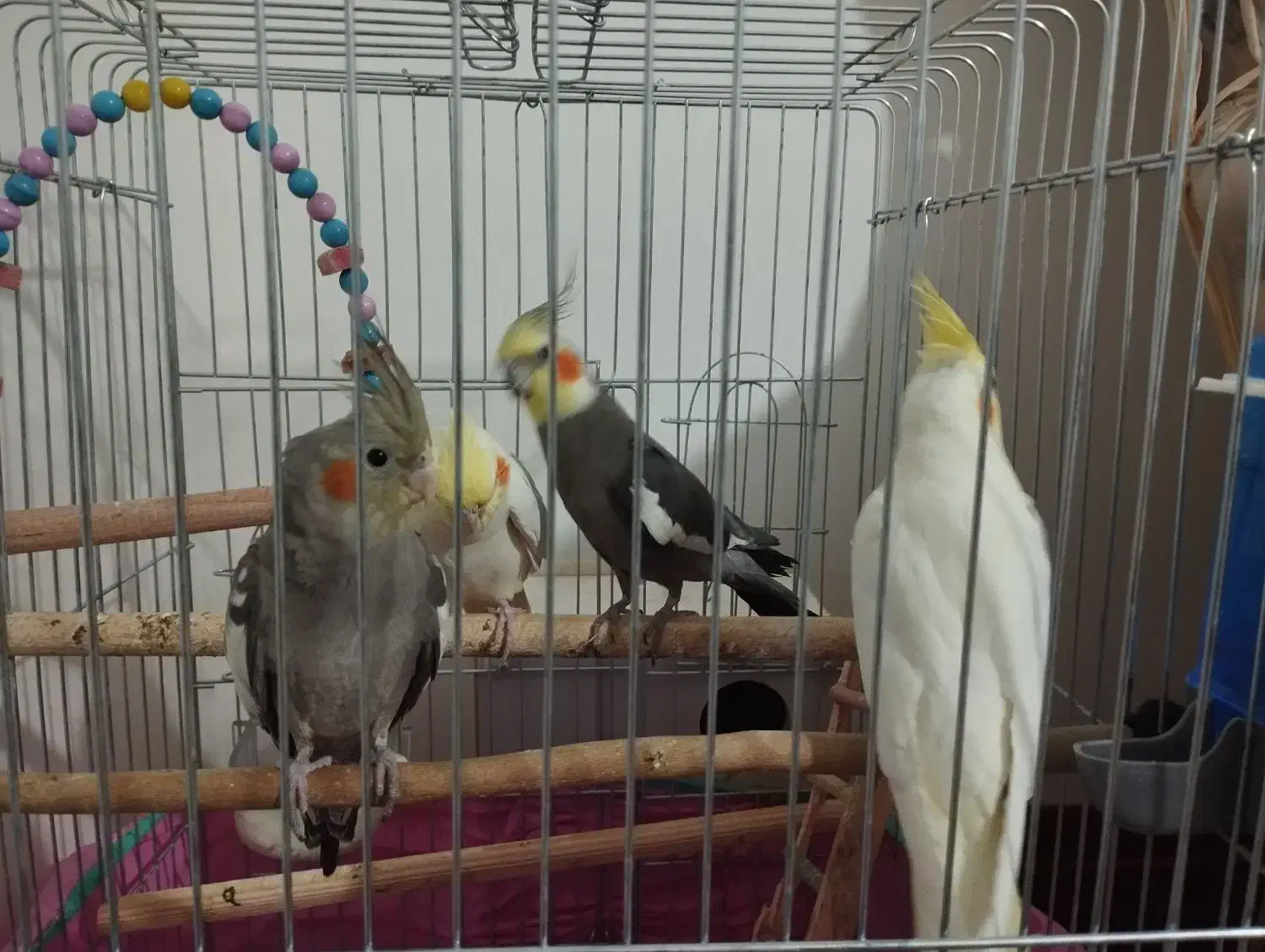 تعدادی عروس هلندی جوون|پرنده|ساوه, |دیوار