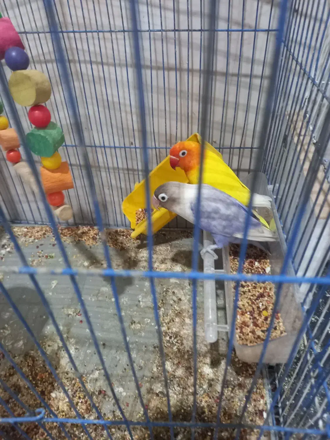 طوطی ملنگو و عروس هلندی و طوطی برزیلی|پرنده|بندر ماهشهر, |دیوار