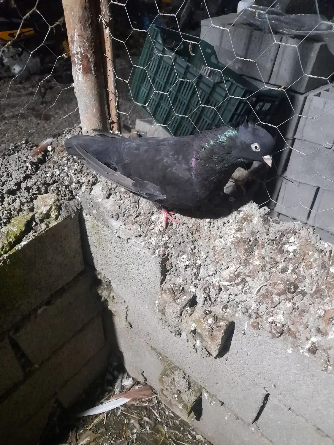 زاغ ماده چشمو نوک سفید بی نظیر|پرنده|قائم‌شهر, |دیوار