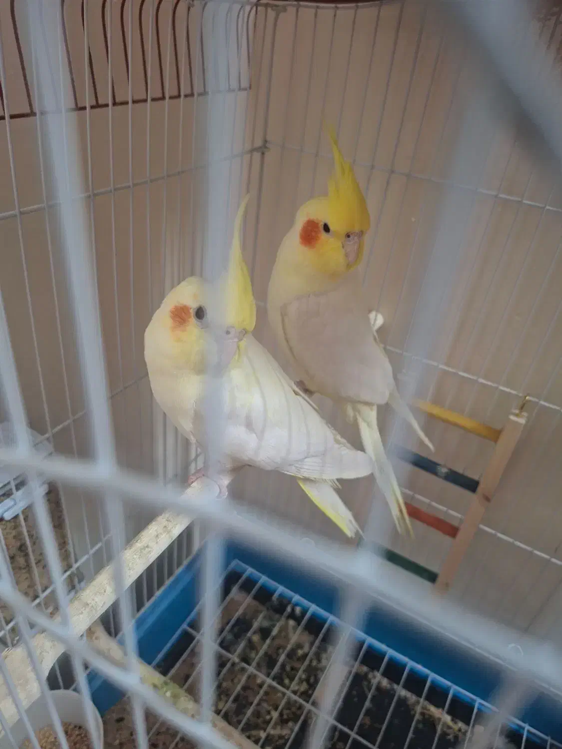 عروس هلندی لوتینو|پرنده|اهواز, کوی جواهری|دیوار