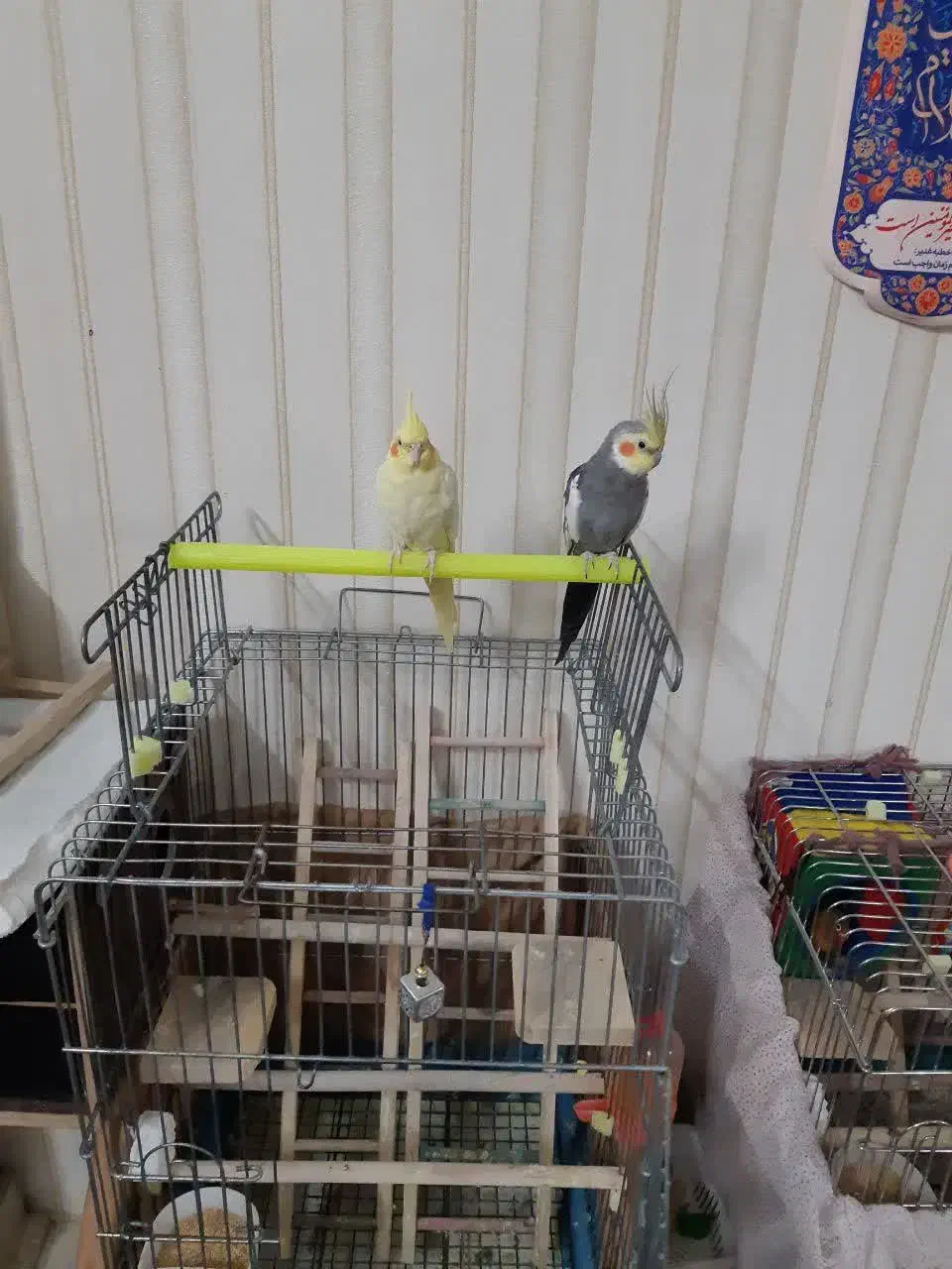 1جفت مولدواقعی جوجه دوست وبزرگ کن|پرنده|قم, انصارالحسین|دیوار