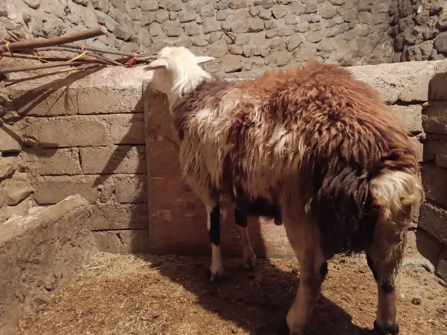 قوچ پلنگی|حیوانات مزرعه|صحنه, |دیوار