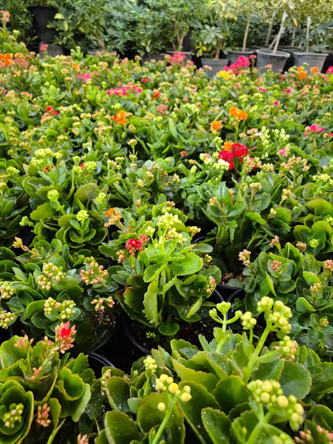 گل کالانکویه *گلخانه من*|گل و گیاه طبیعی|بیرجند, |دیوار