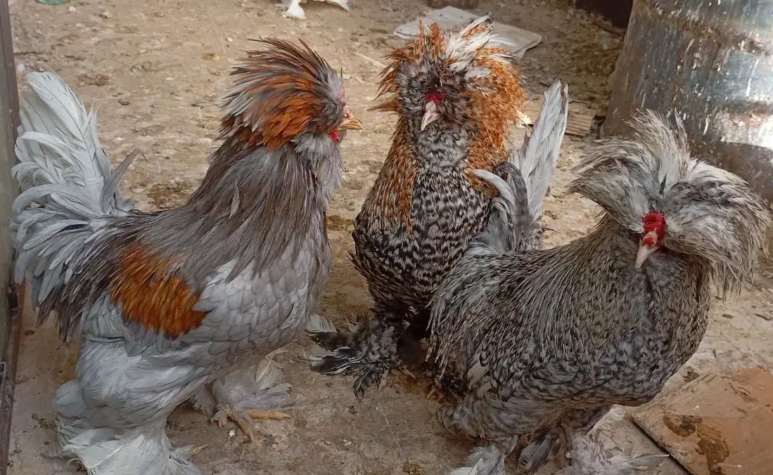 خروس|حیوانات مزرعه|قم, باغ کرباسی|دیوار