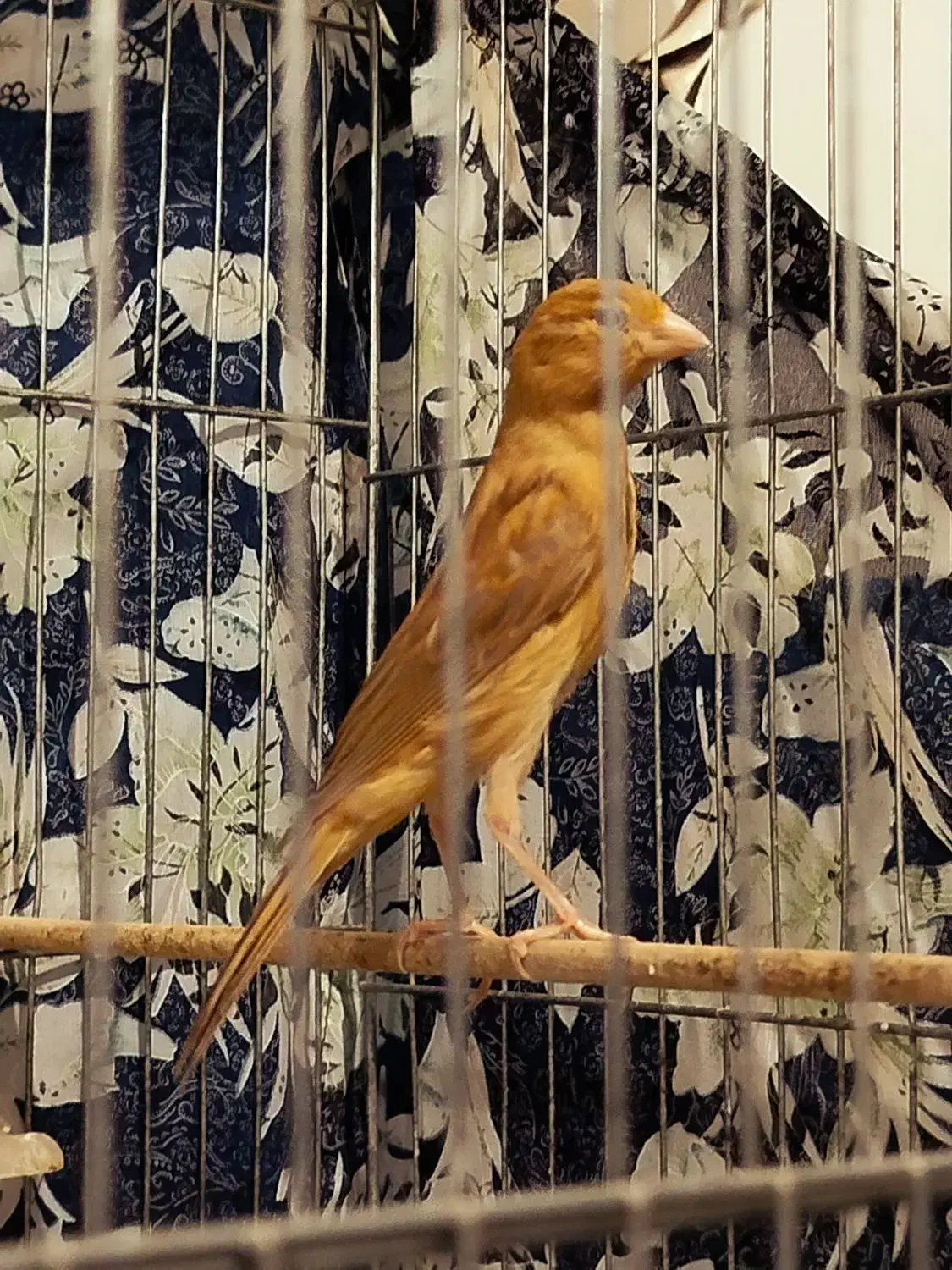 ۲قناری نر دارچین سرخ|پرنده|کرمان, |دیوار