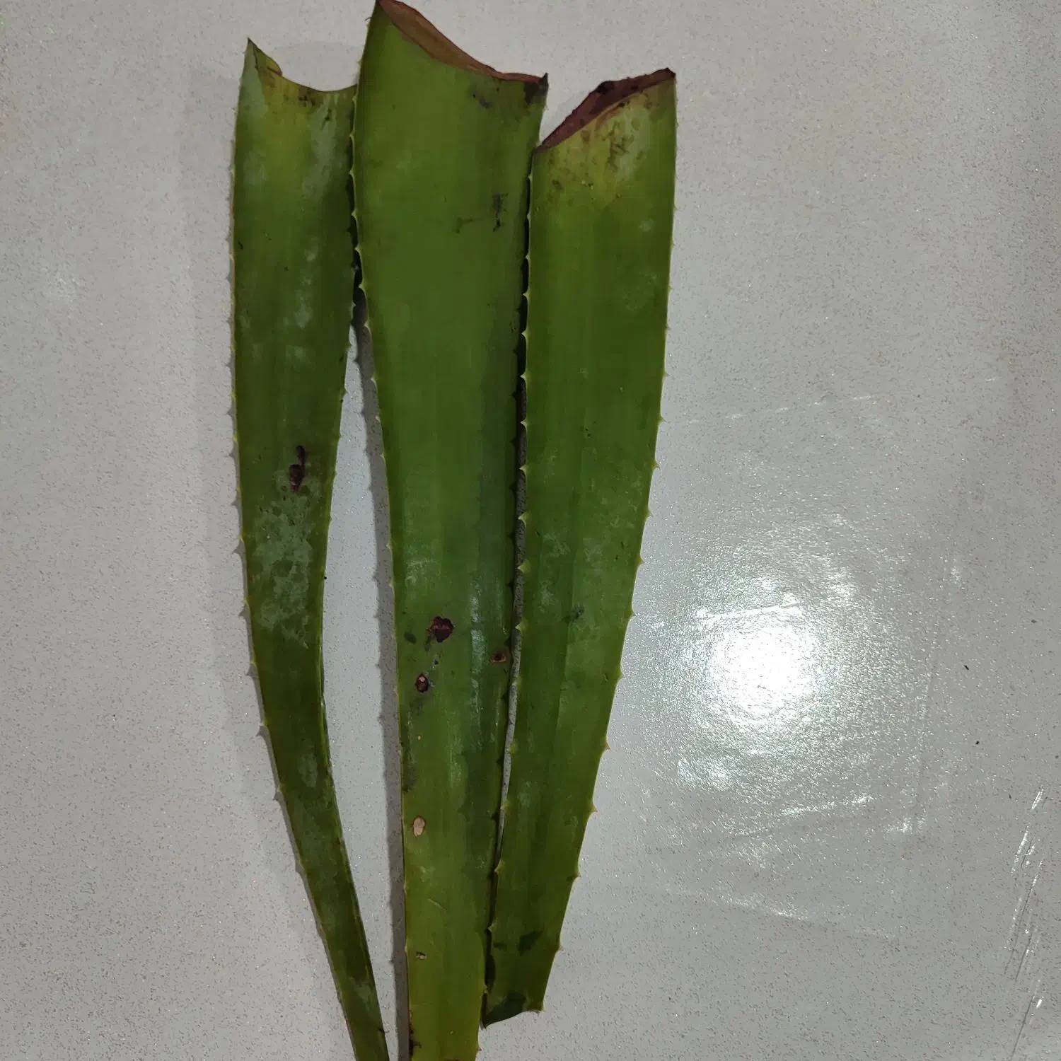 برگ الوئه ورا|گل و گیاه طبیعی|رشت, انصاری|دیوار