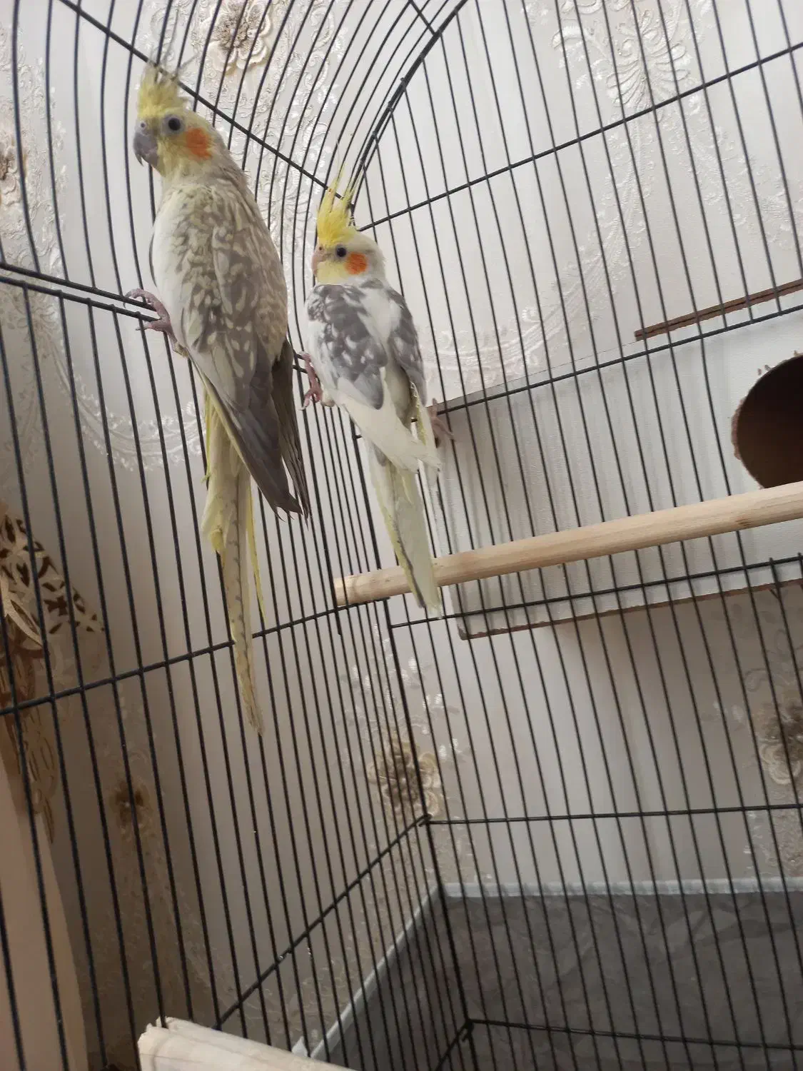 عروس هلندی|پرنده|زاوه, |دیوار