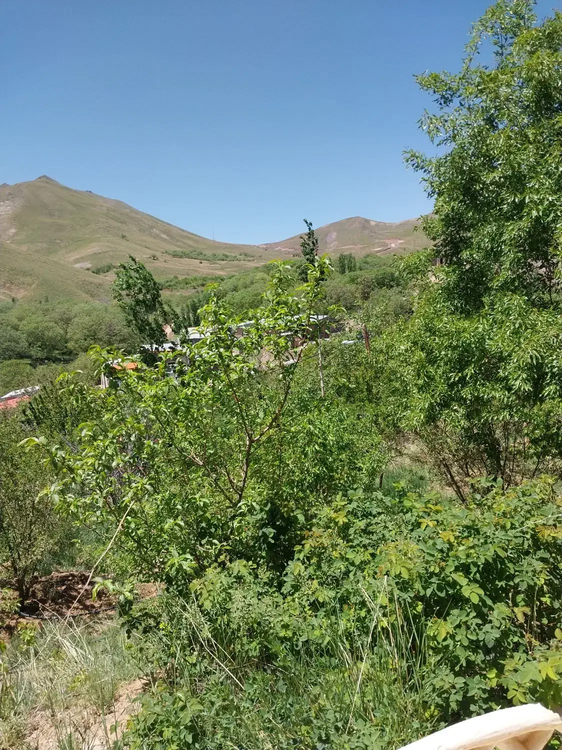 هرس درخت|خدمات باغبانی و درختکاری|ساوه, |دیوار