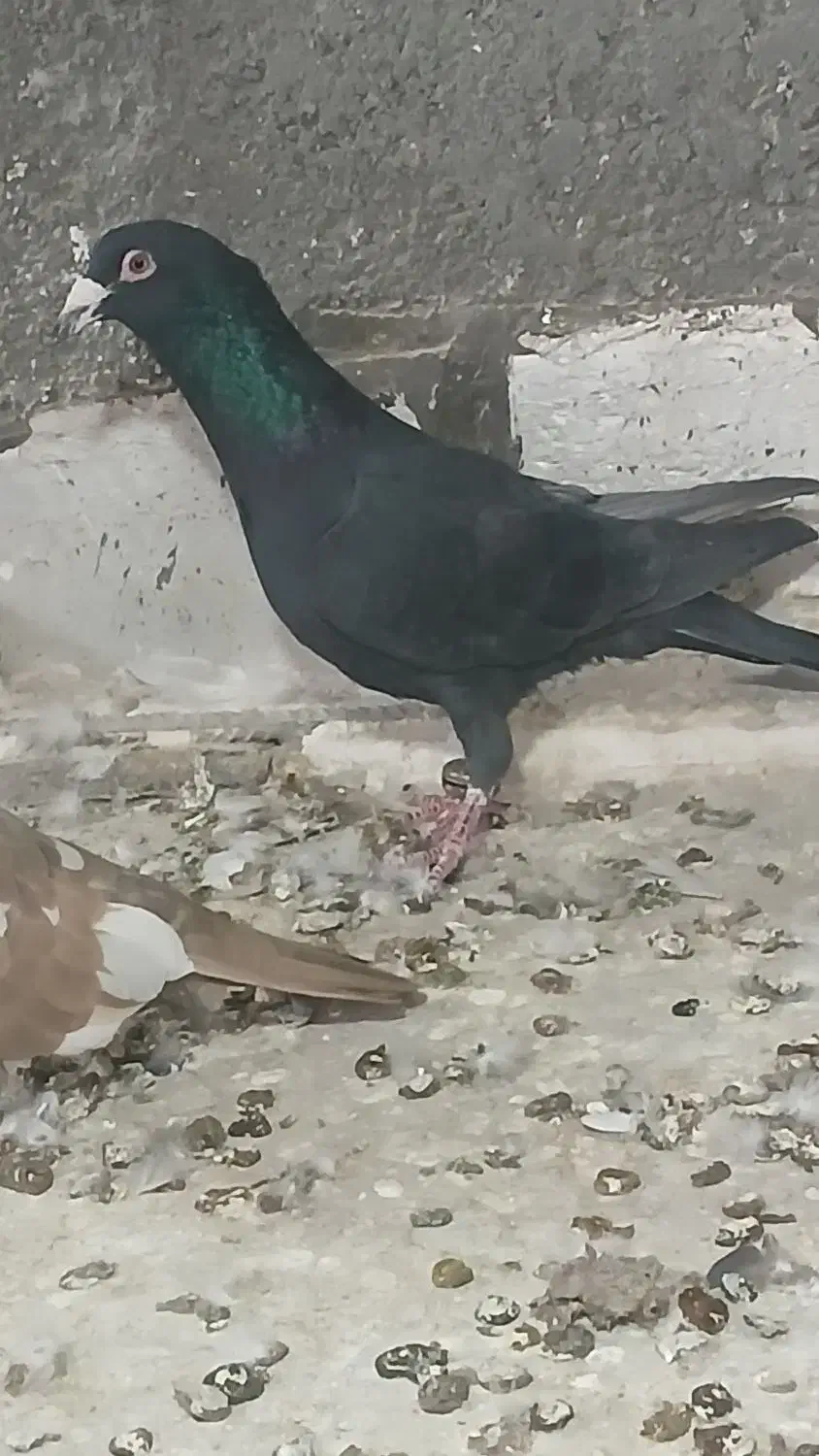 کبوتر|پرنده|بجنورد, |دیوار