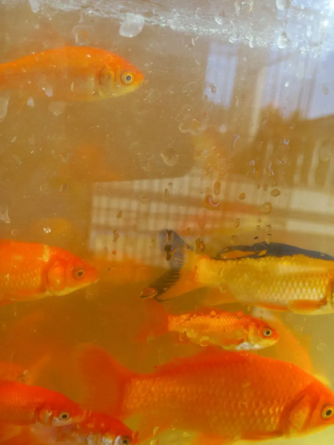 ماهی قرمز ماهی عید|ماهی|عباس‌آباد, |دیوار