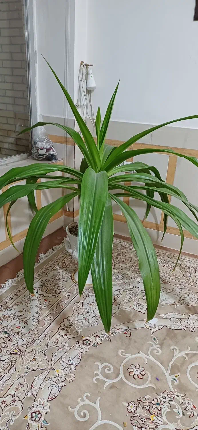 گل اشک ملکه یا سوسن عنکبوتی|گل و گیاه طبیعی|ابریشم, |دیوار