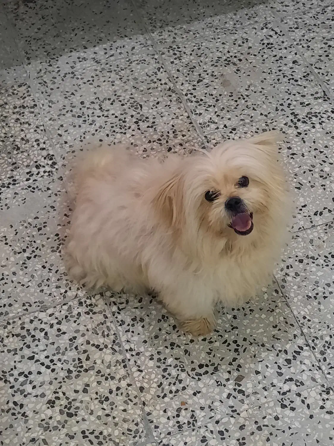 شیتزو|سگ|رامیان, |دیوار