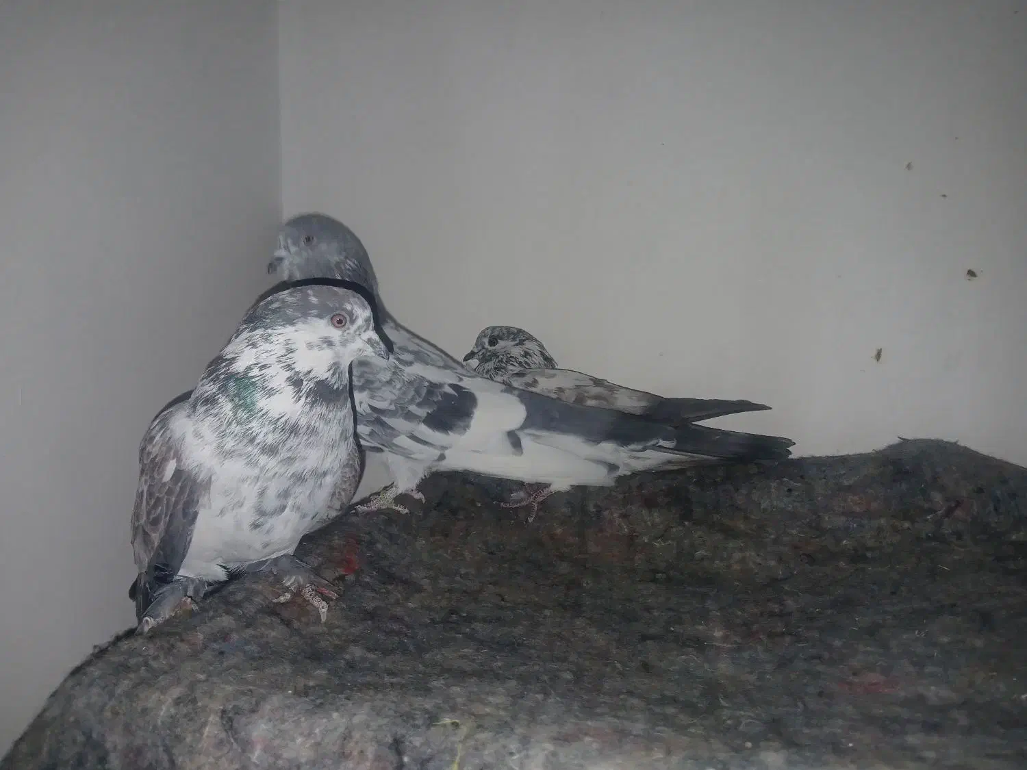 کفتر|پرنده|قرچک, ولی آباد|دیوار