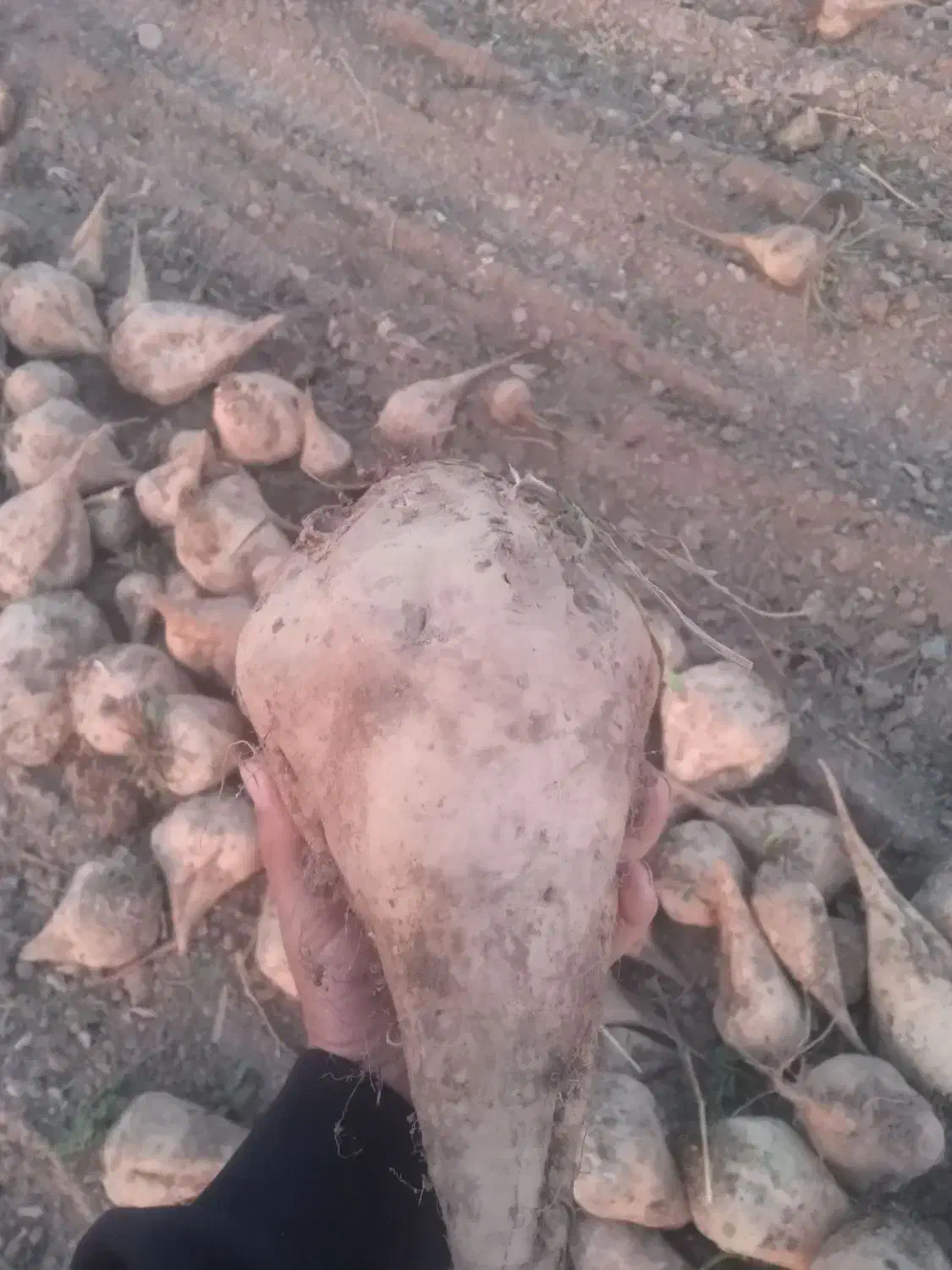 چغندر|لوازم جانبی حیوانات|مشهد, کلاهدوز|دیوار