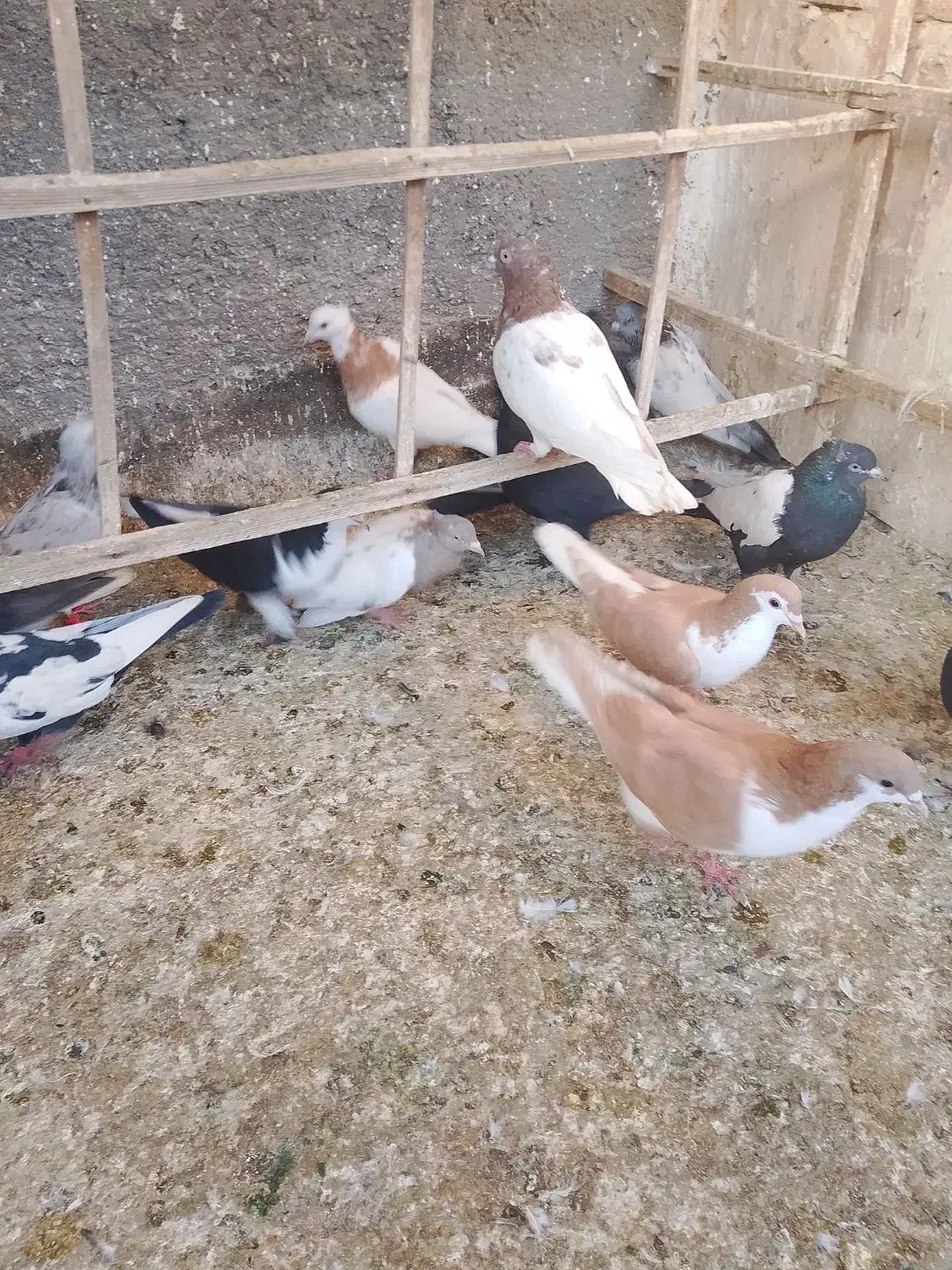 کفتر رنگی|پرنده|مشهد, کشف|دیوار