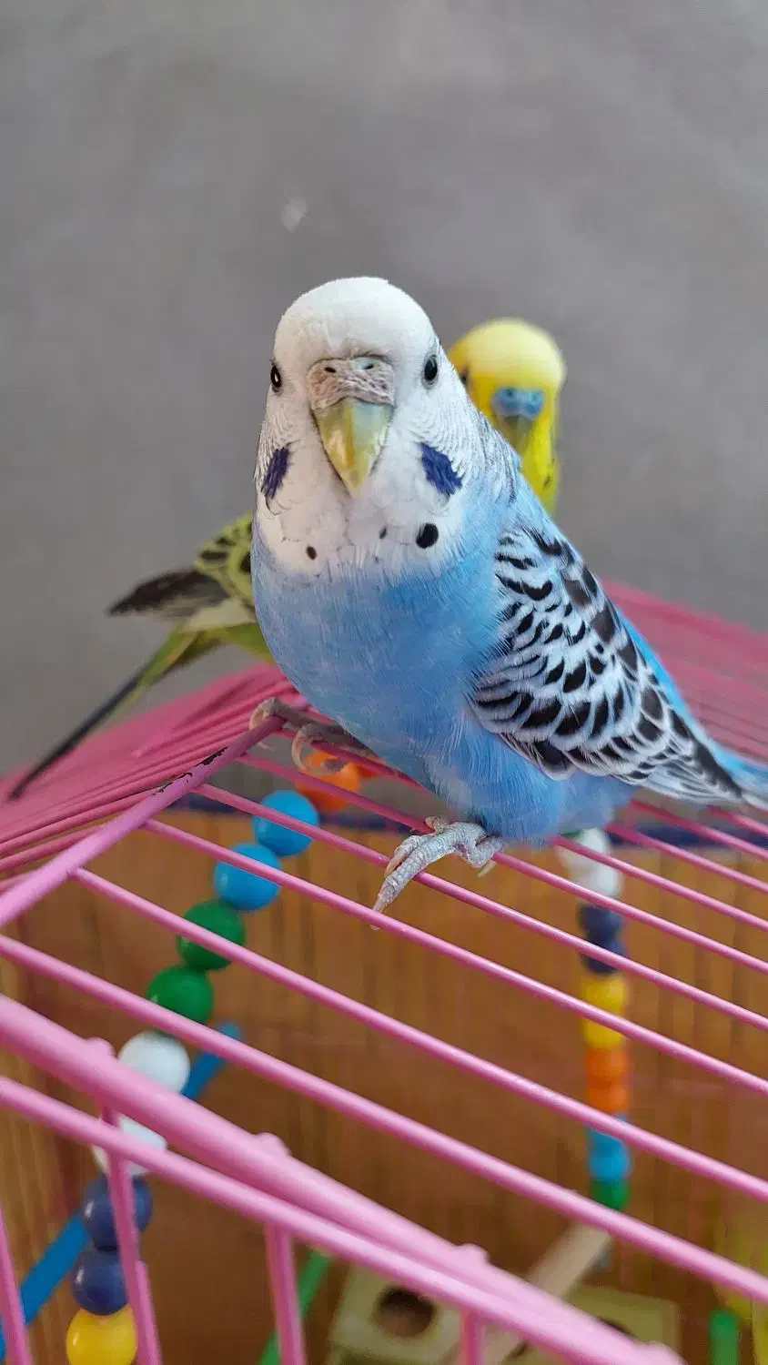 مرغ عشق ماده|پرنده|کازرون, |دیوار