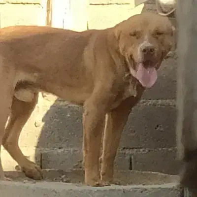 سگ پیت بول|سگ|زرندیه, |دیوار