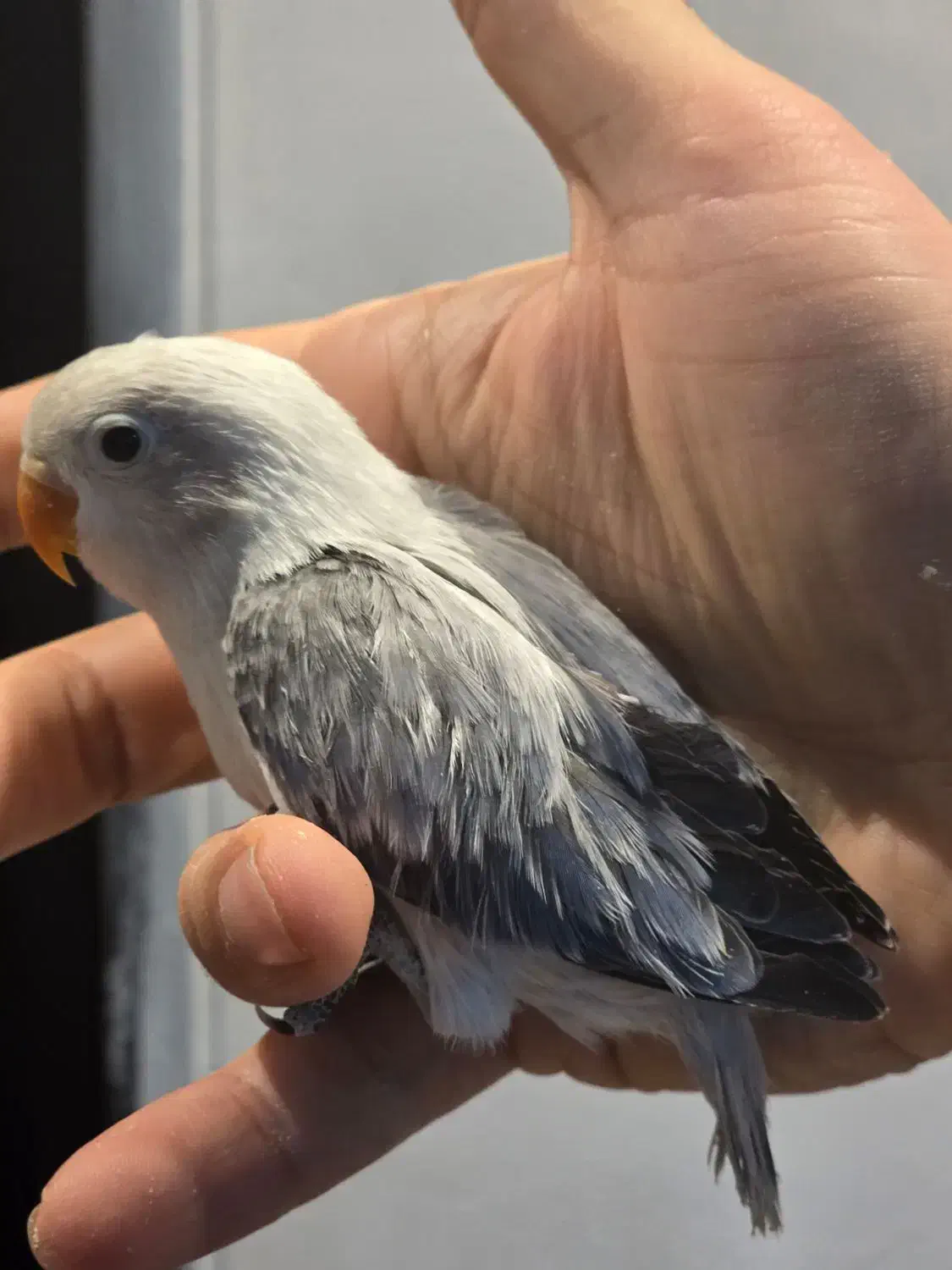 جوجه طوطی برزیلی رنگ خاص و جفت یووینگ و اپلاین|پرنده|تهران, نصرت|دیوار