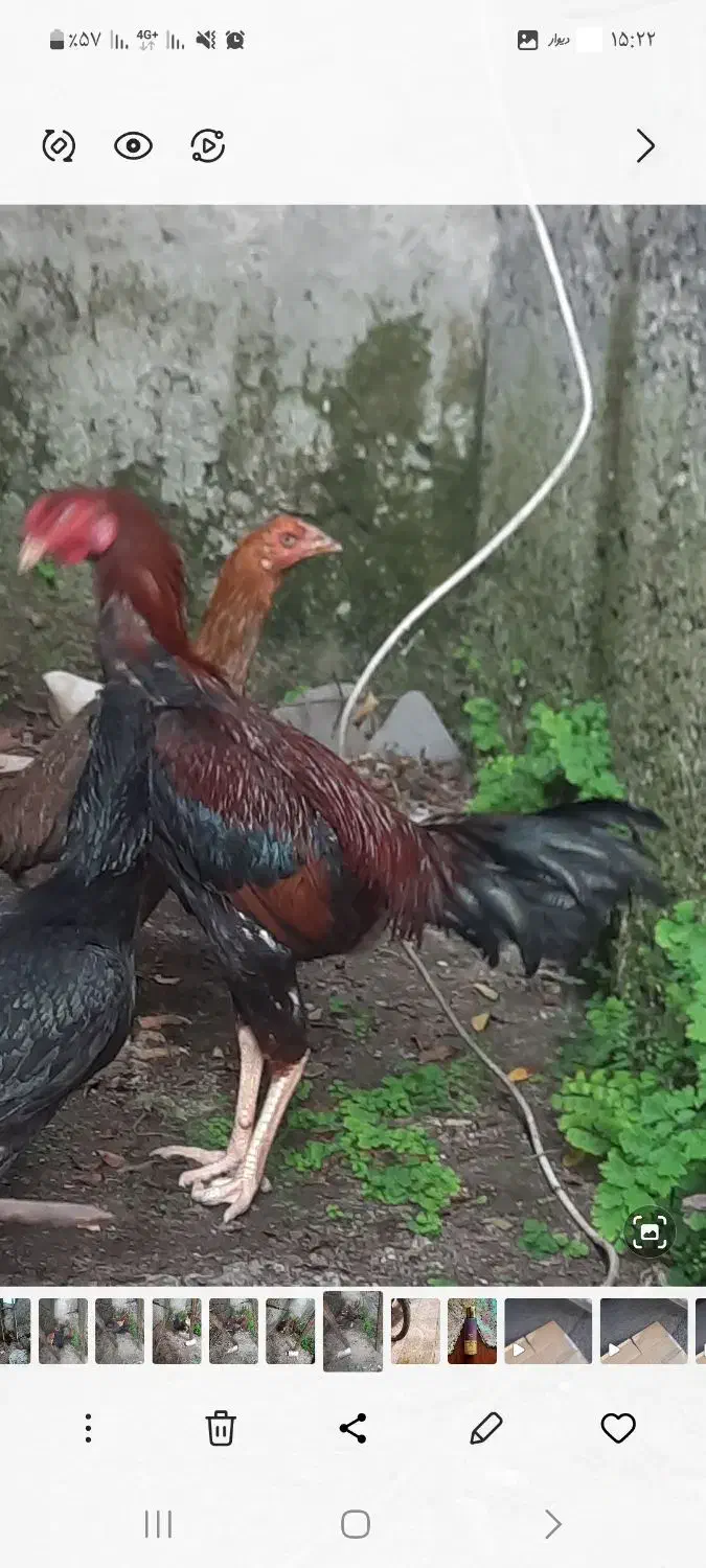 مرغ و خروس لاری|حیوانات مزرعه|رشت, جانبازان|دیوار