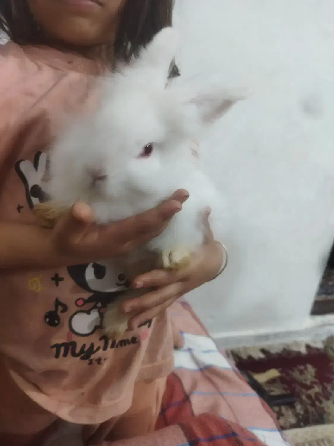 خرگوش|موش و خرگوش|کرمان, |دیوار