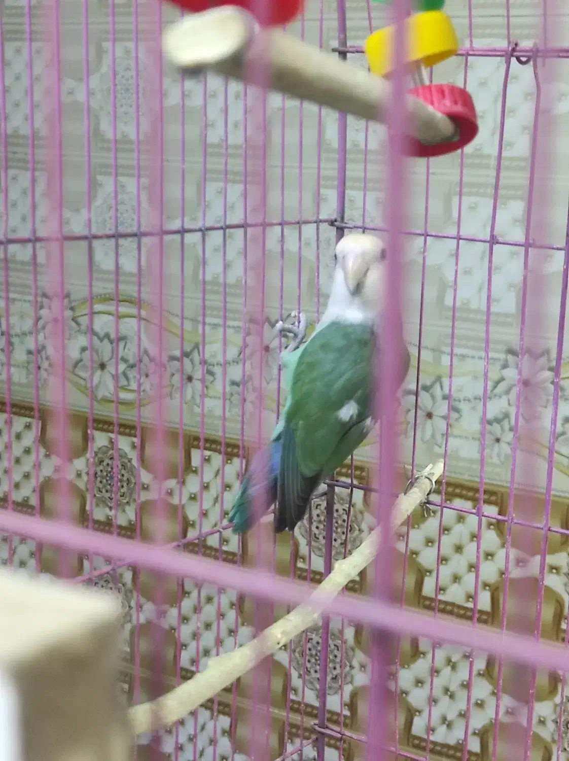 کوتوله ناهوک|پرنده|سراوان, |دیوار