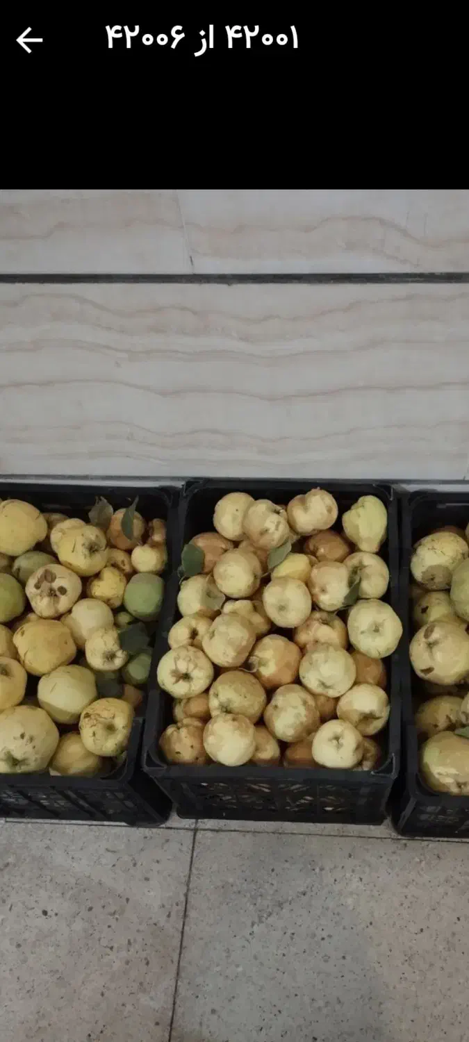 فروش فوری  باغ .دوجیریب ونیم طرح همت اباد هوره|فروش دفتر صنعتی، کشاورزی، تجاری|زاینده رود, |دیوار