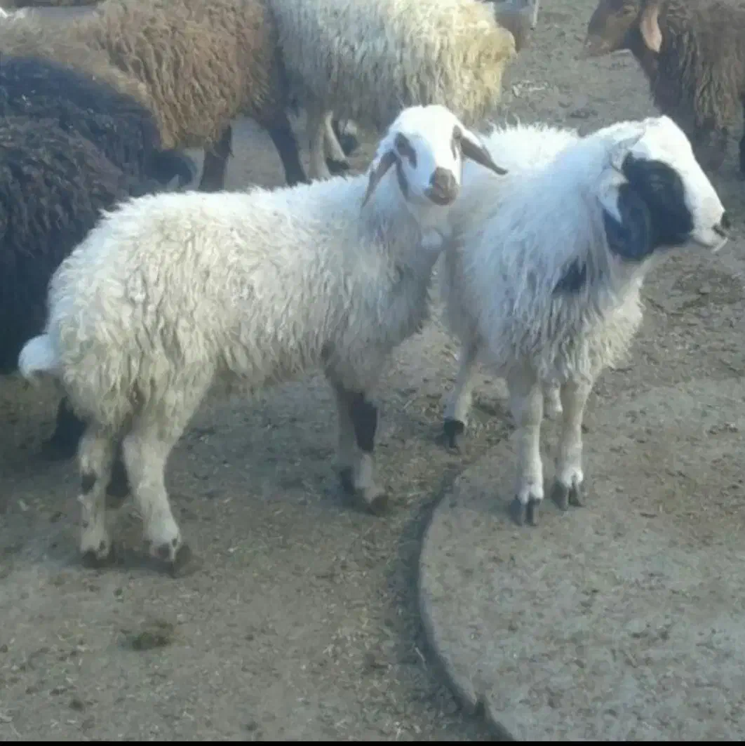 مرکز فروش بره نذری خانه اصفهان محمدی|حیوانات مزرعه|اصفهان, خانه اصفهان|دیوار