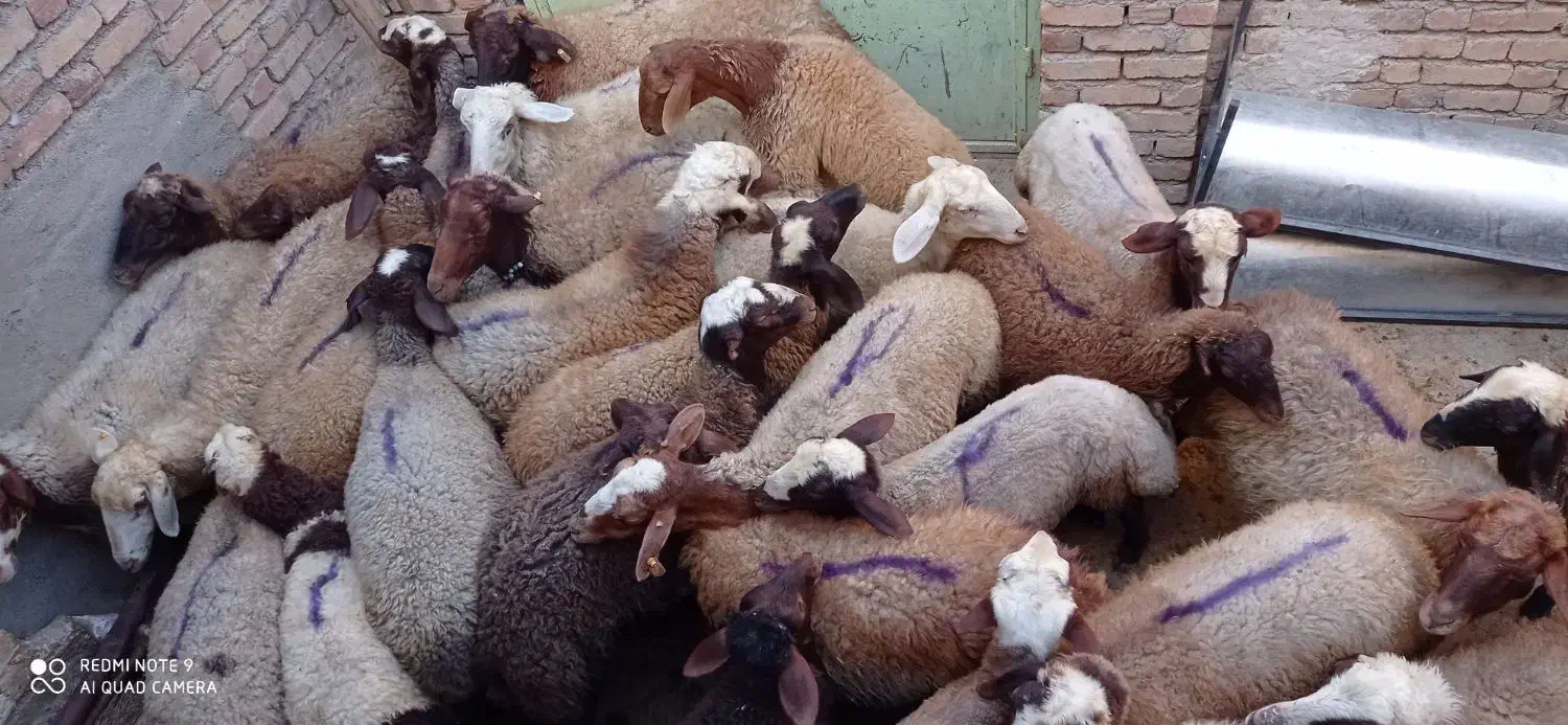 گوسفند و شیشک فروشی|حیوانات مزرعه|باوله, |دیوار