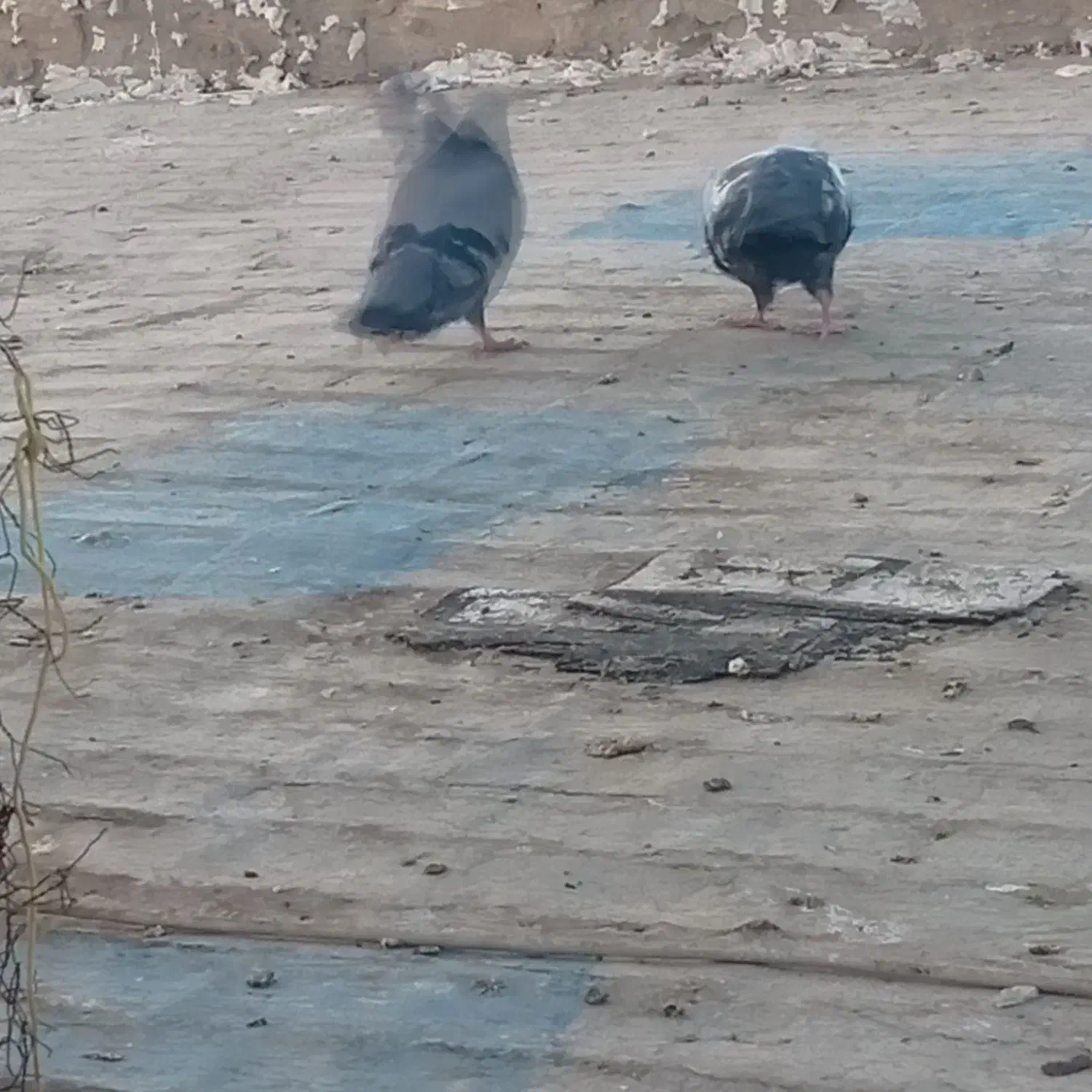 باخت کبوتر تهرانی کبود|پرنده|الوند, |دیوار