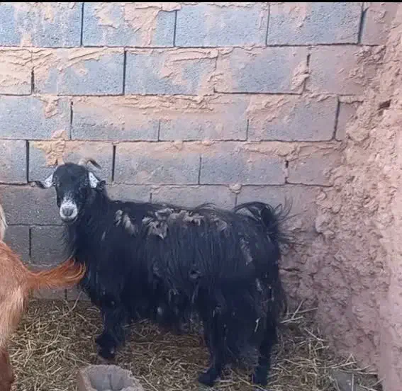 بز زاییده|حیوانات مزرعه|سده (خراسان جنوبی), |دیوار