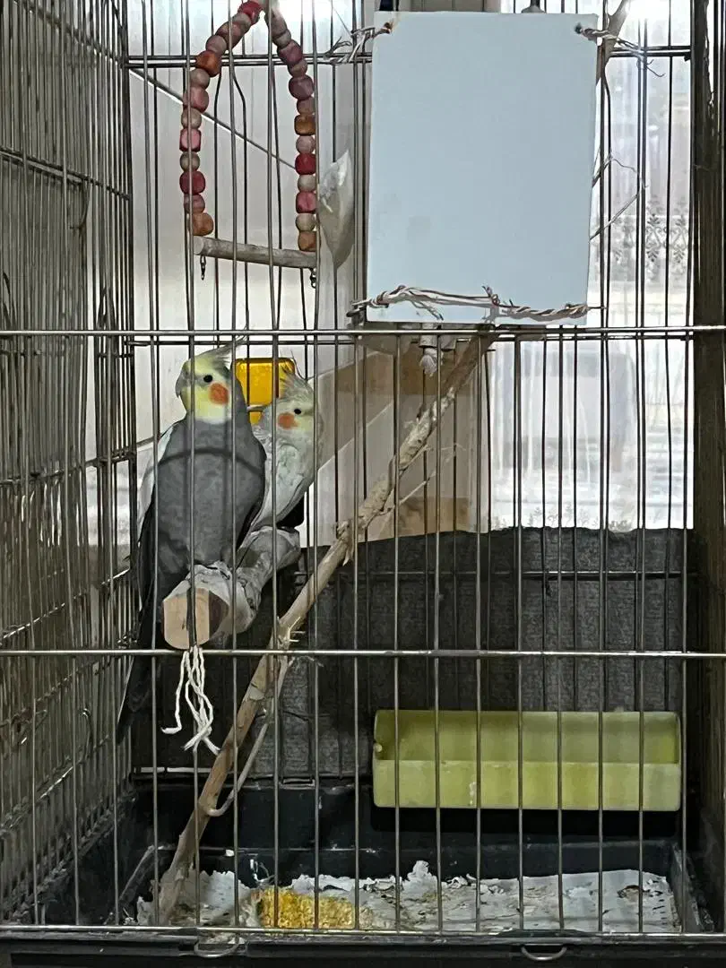 عروس هلندی|پرنده|سوسنگرد, |دیوار