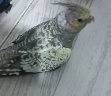 عروس هلندی|پرنده|رشت, حمیدیان|دیوار