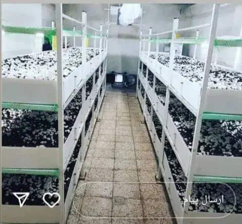 فروش کمپوست قارچ/فروش بذر قارچ/فروش خاک پوششی|خدمات باغبانی و درختکاری|اردبیل, |دیوار