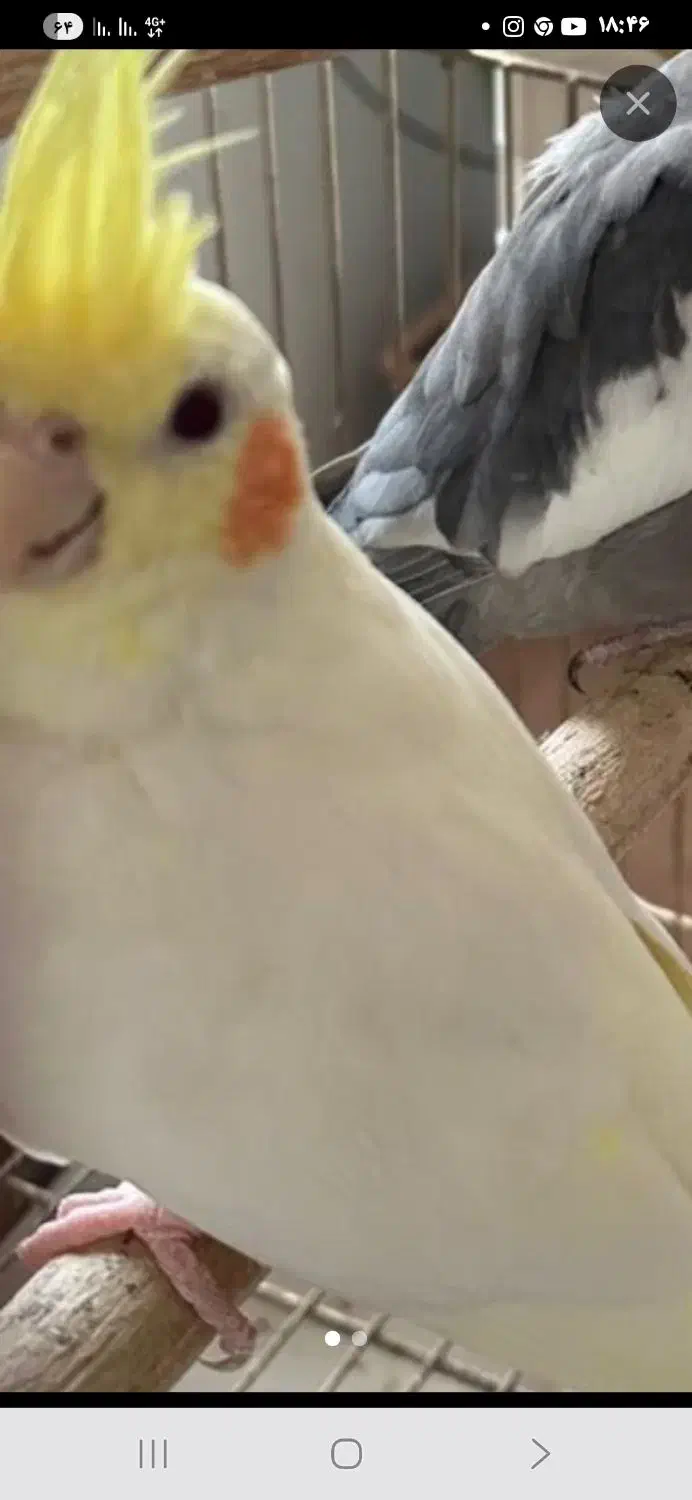 گمشده عروس هلندی|حیوانات|اردبیل, |دیوار