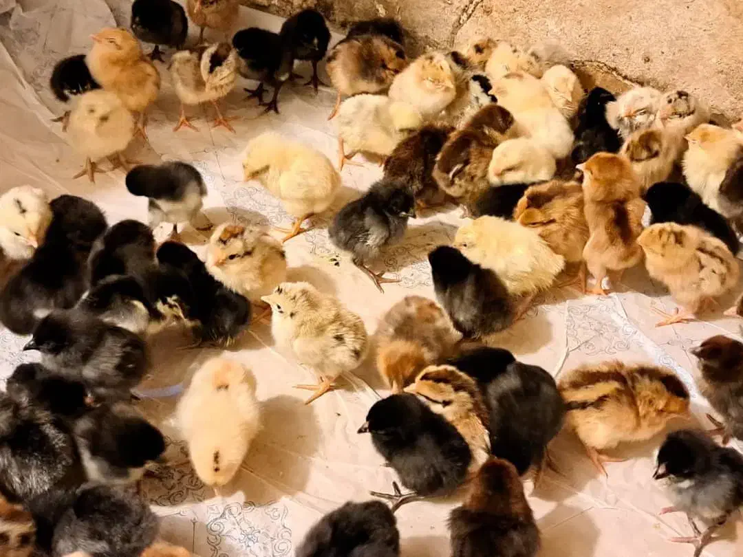 جوجه محلی عربی اصل|حیوانات مزرعه|بندر ماهشهر, |دیوار