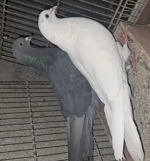 کبوتر|پرنده|رباط‌کریم, رباط‌کریم|دیوار